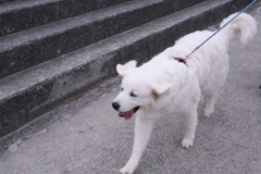 サンちゃんをココちゃんに合わせに行く