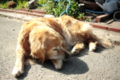 まったりしてるみゅうちゃん