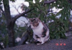 Eos5 Film にて　10月ごろ