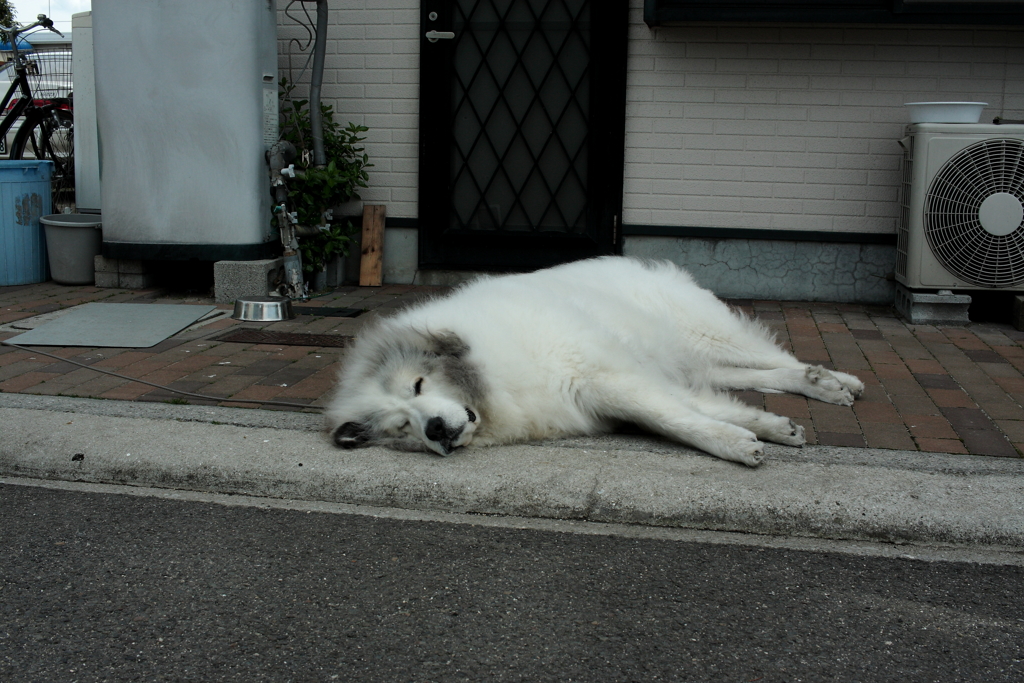 平常運転のココ様
