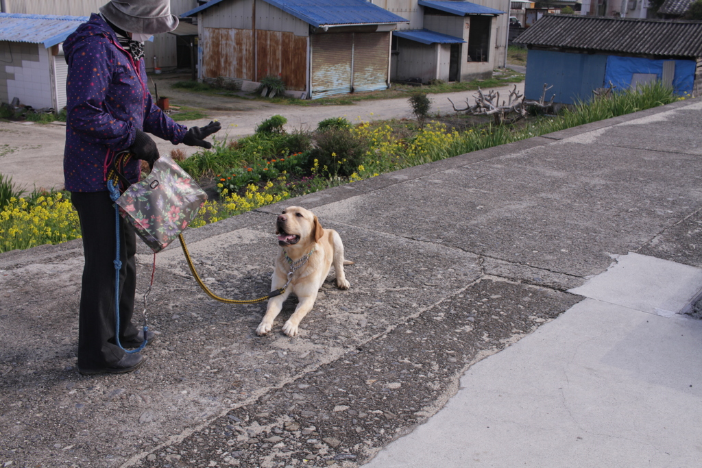 まてをするサーブ