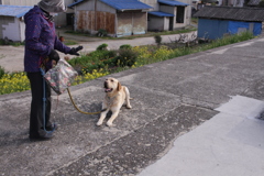 まてをするサーブ