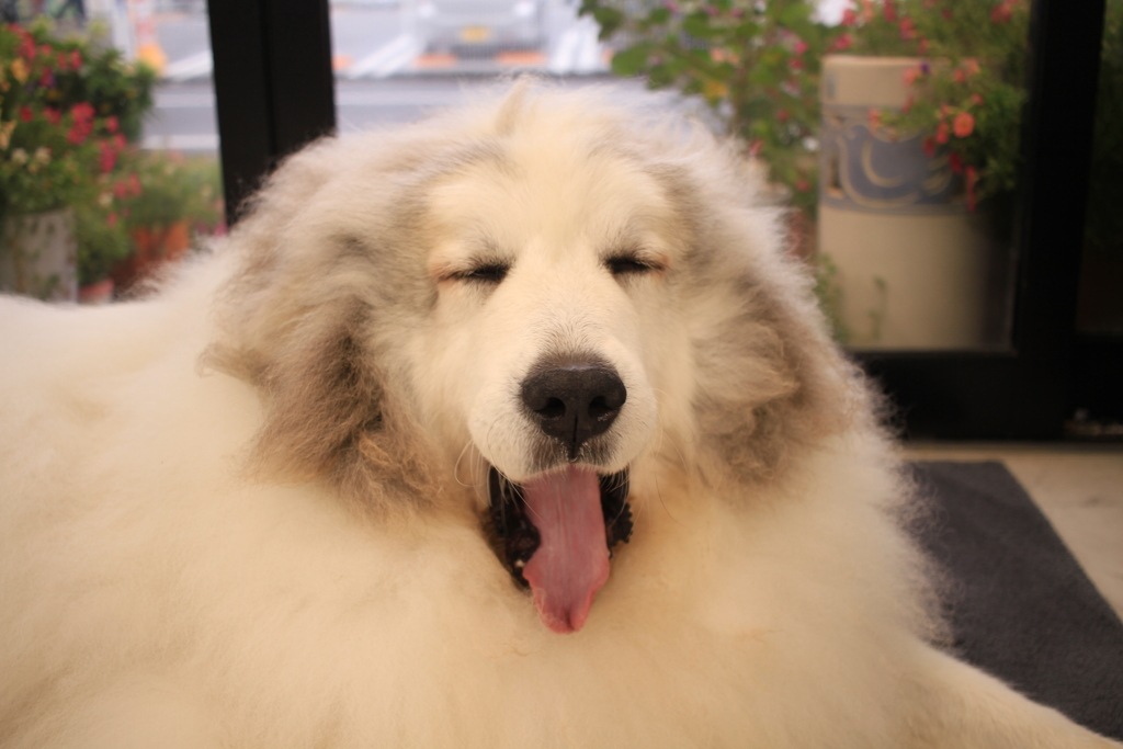 あくびするココさん