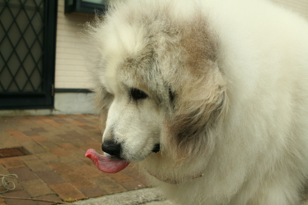 おやつ煮干しを持ってたらデレデレのココ様