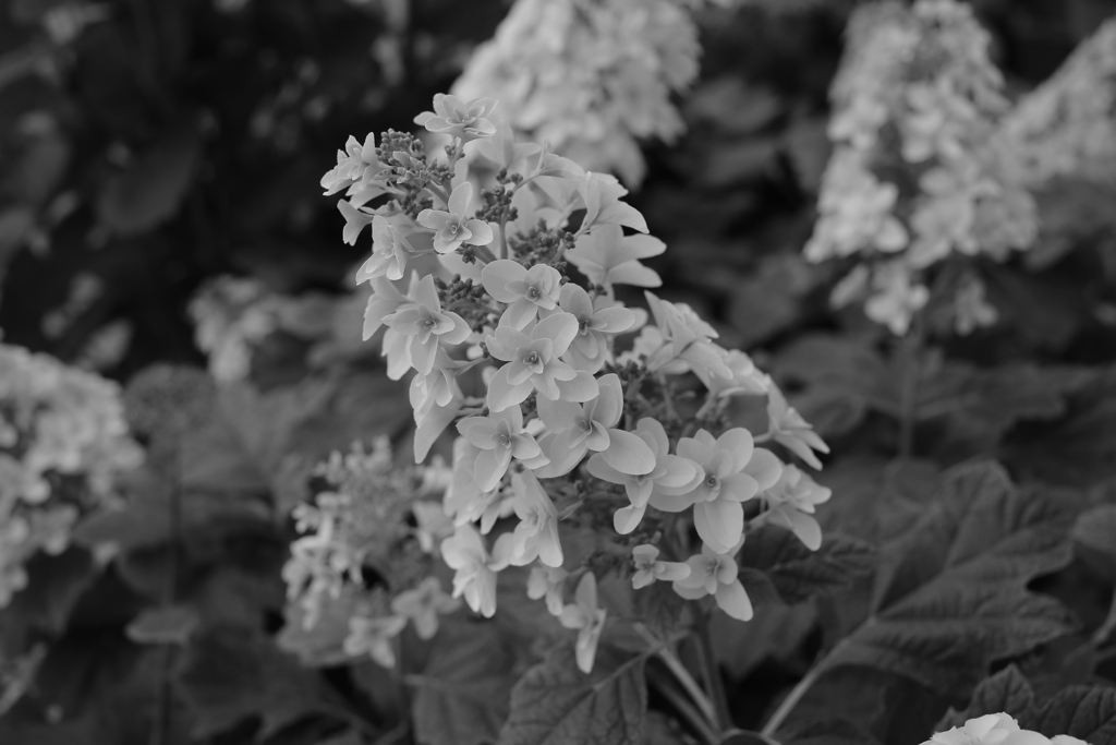 モノクロ＠2020‐06‐03