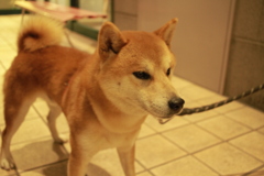 スーパーでお留守番するがんもちゃん