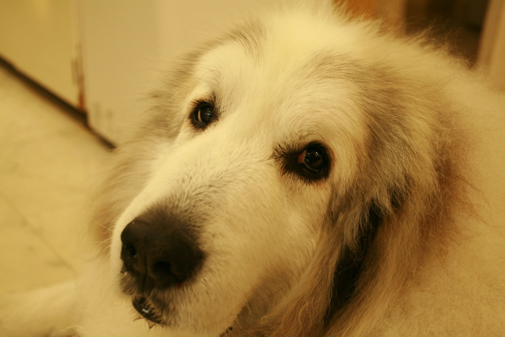 今日も元気なココさん