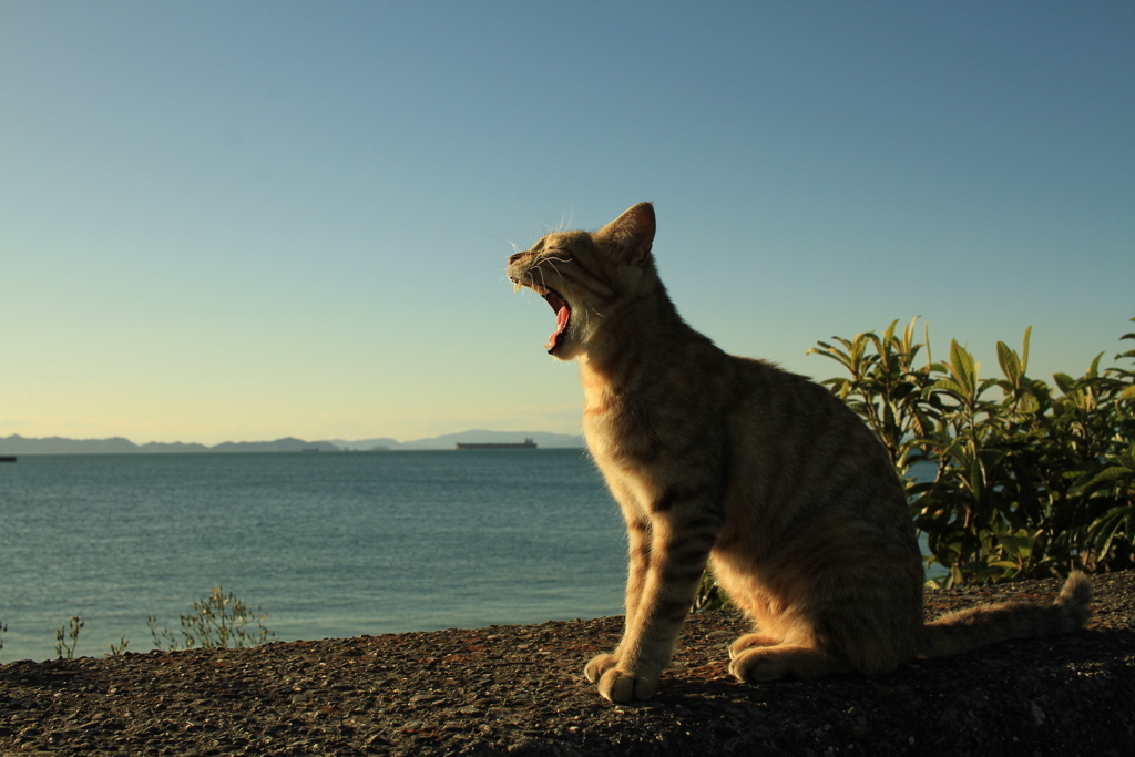 俺の海だ～～～～