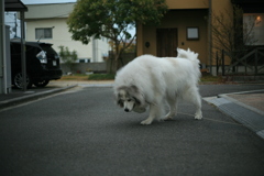 今日ももふもふのココさん