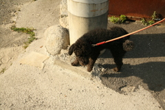 放水するメロンちゃん