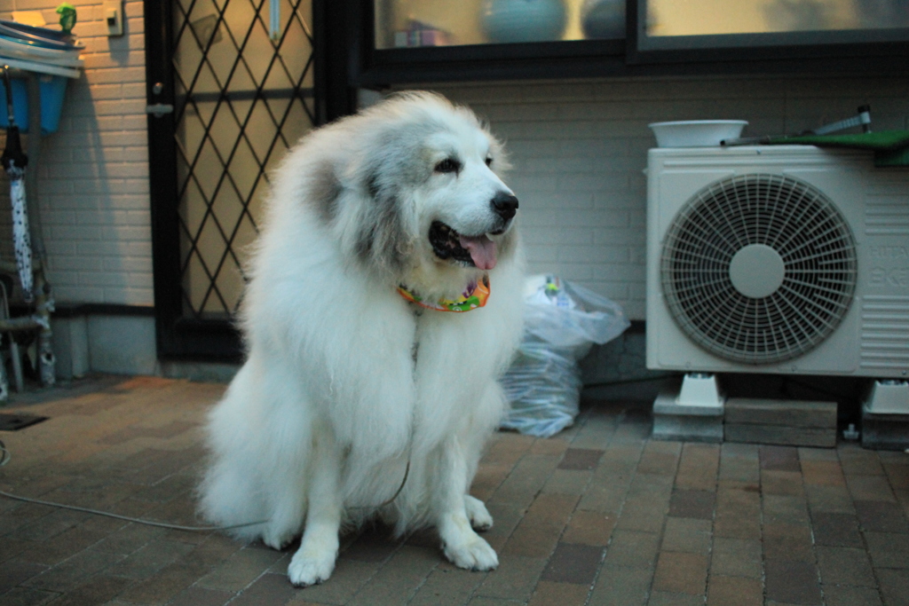 今日もココ様は元気