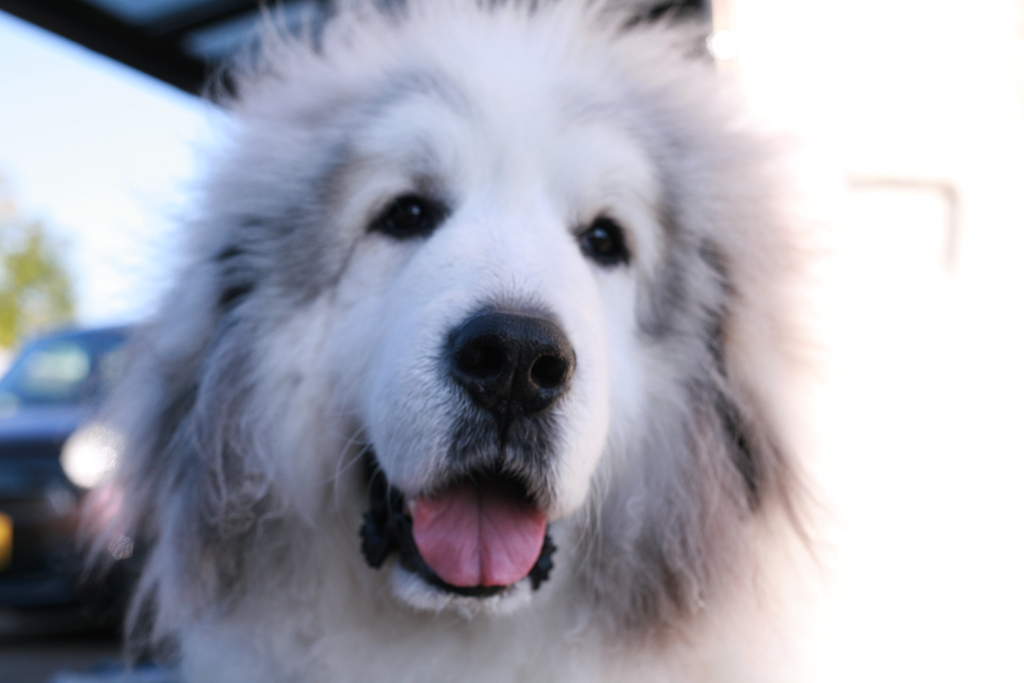 今日もかわいいココさん