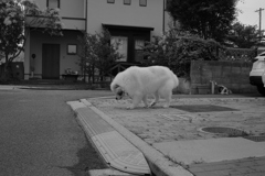 おしっこがしたいココさん