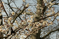 Eos20Dを持ち出す　５