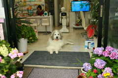 お店番してるココさん