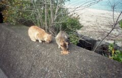 たまにはちゃんと写してくれる模様