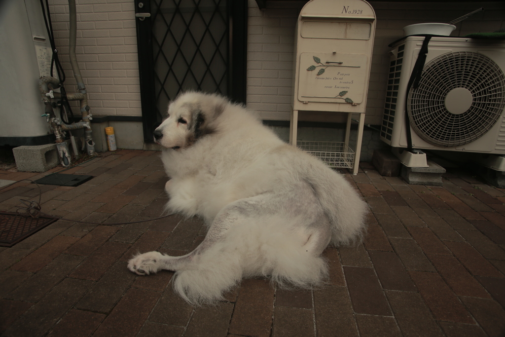 手術跡の毛が生えてきてるココさん