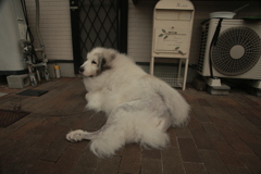 手術跡の毛が生えてきてるココさん