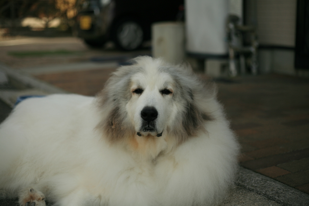 今朝も番犬してるココ様