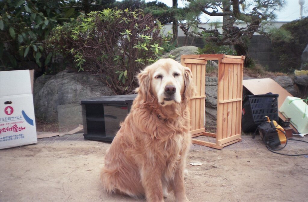 引っ越し番してるみゅうちゃん　フィルムにて