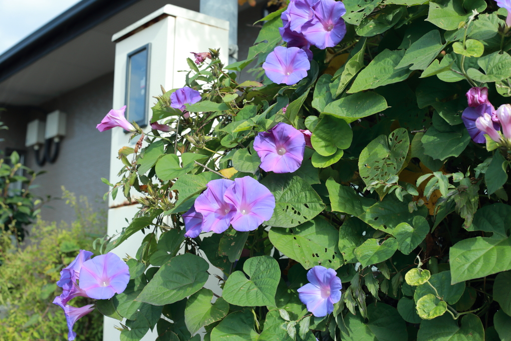 スーパーにコーヒーを買いに行く