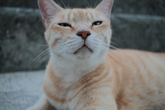 安めぐみみたいなトラヤン