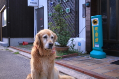 お宿番してるみゅうちゃん