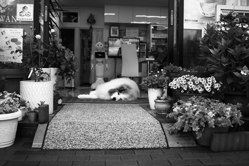 お店番してるココさん