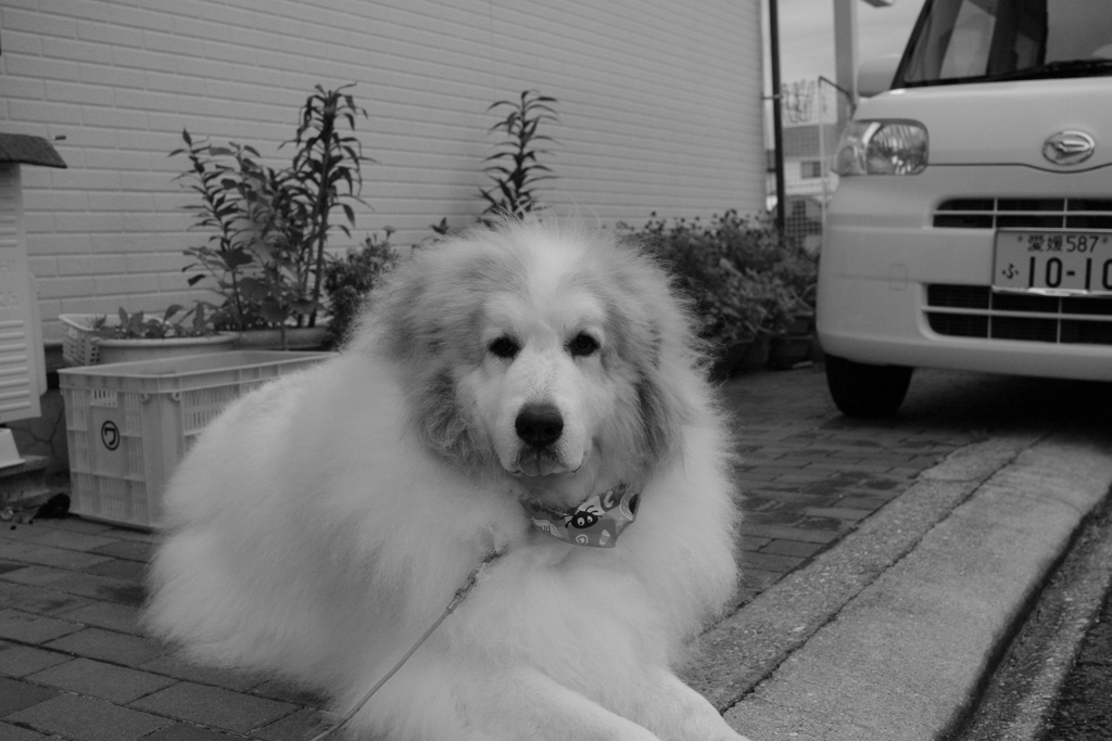 今日も賢いココ様