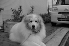 今日も賢いココ様