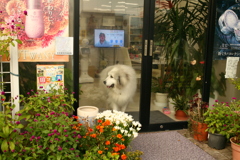 今日もお店番してるココさん
