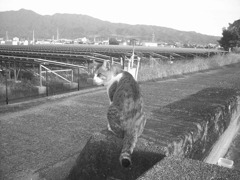 イケメン猫トム君