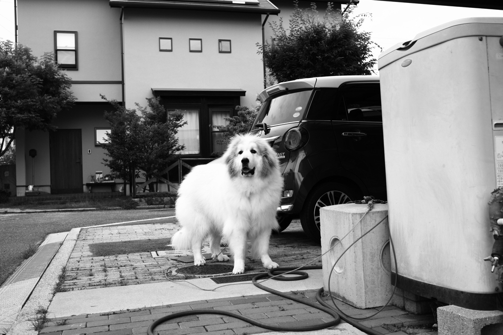 遠くの花火の予告砲にどぎまぎしてるココさん