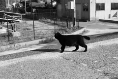 レンズの違いもあるんだろうけど、フルサイズって写りますな　!(^^)!