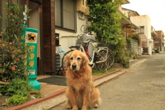 お宿番してるみゅうちゃん