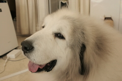 今日もお店番を頑張るココさん