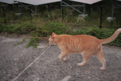 素通りするトラヤン