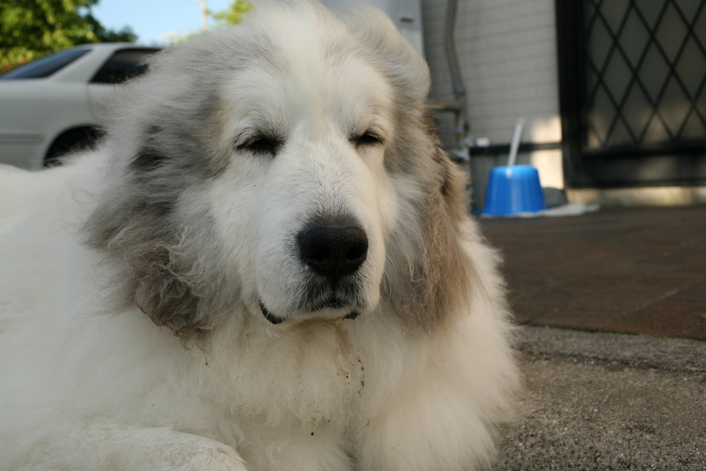 番犬してるココさん