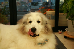 お久しぶりのココさん