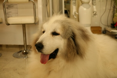 今日も元気にオッパッピーしてるココさん