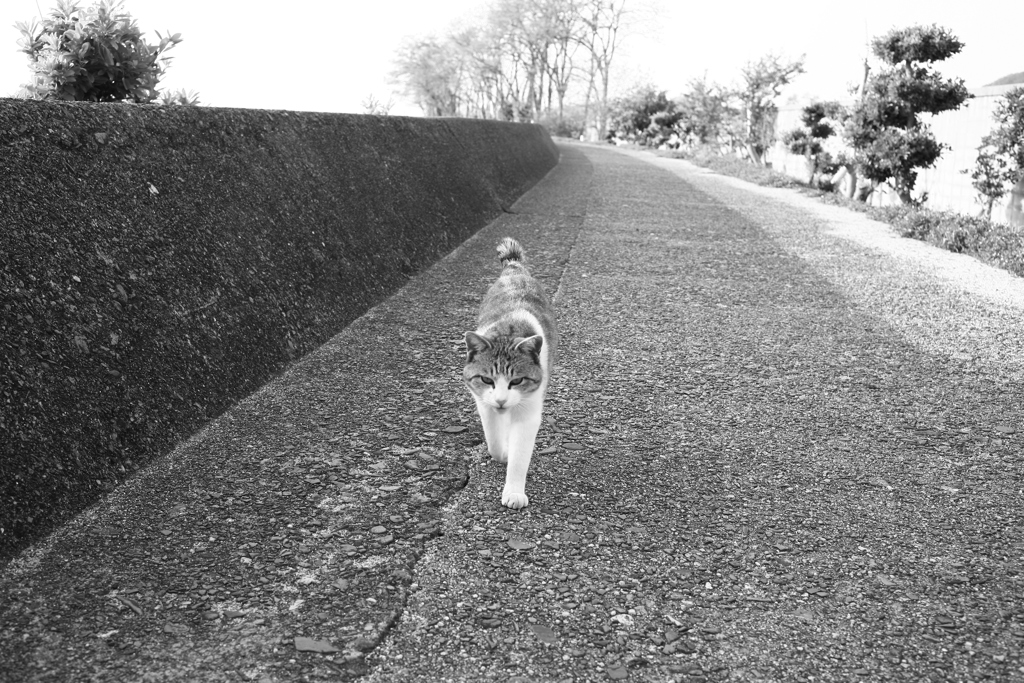 やってくるトム君