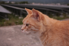 トラやんは野良猫