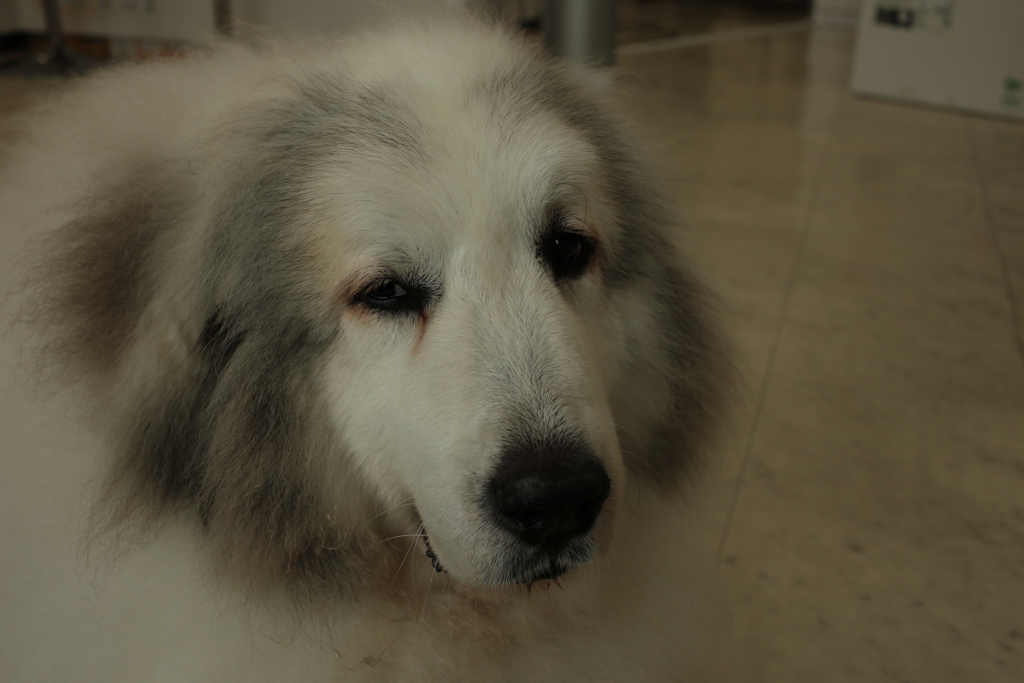 梅雨時もお店番のココさん
