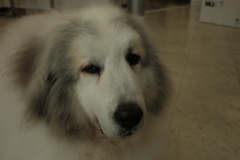 梅雨時もお店番のココさん