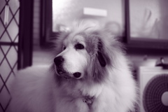 雨だから焼き直し　調色紫