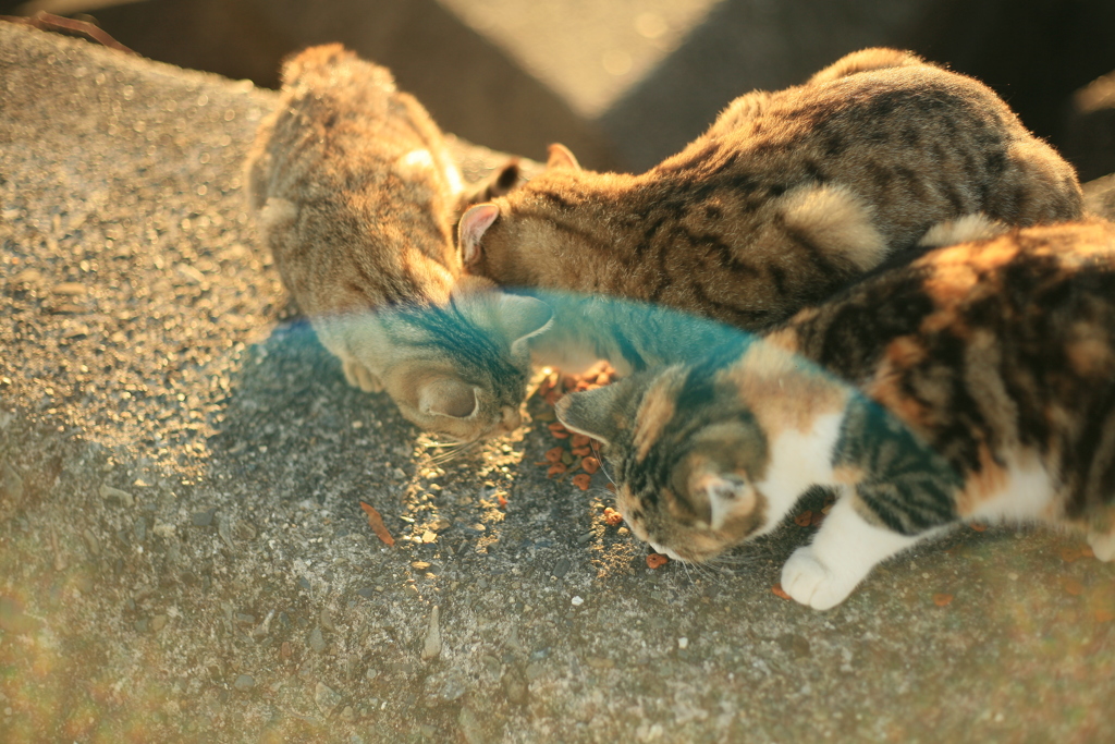 絞り開けるとゴーストきっちり出ますな