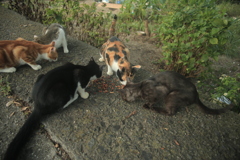 リアルねこあつめ