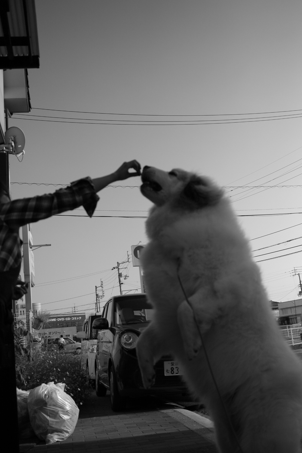 お薬飲んだご褒美におやつをもらうココちゃん
