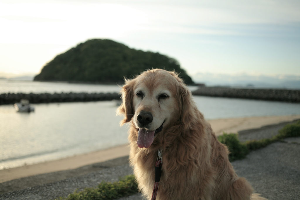 みゅうちゃんと散歩