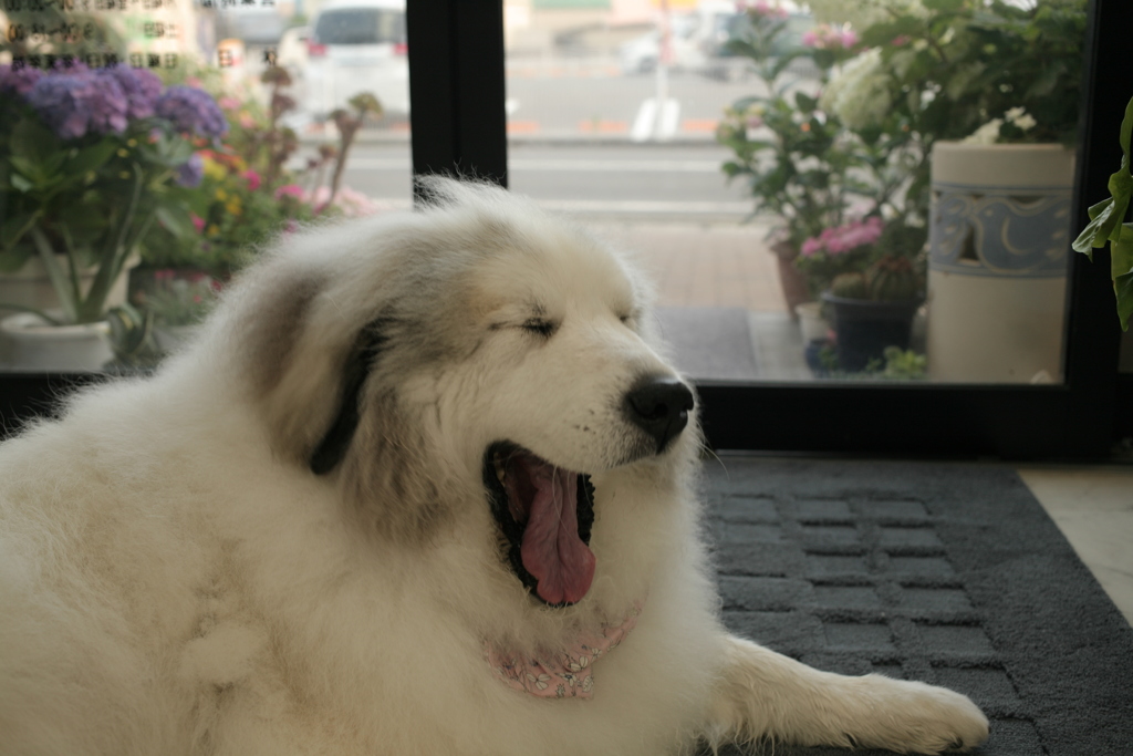 今日も大あくびのココ様